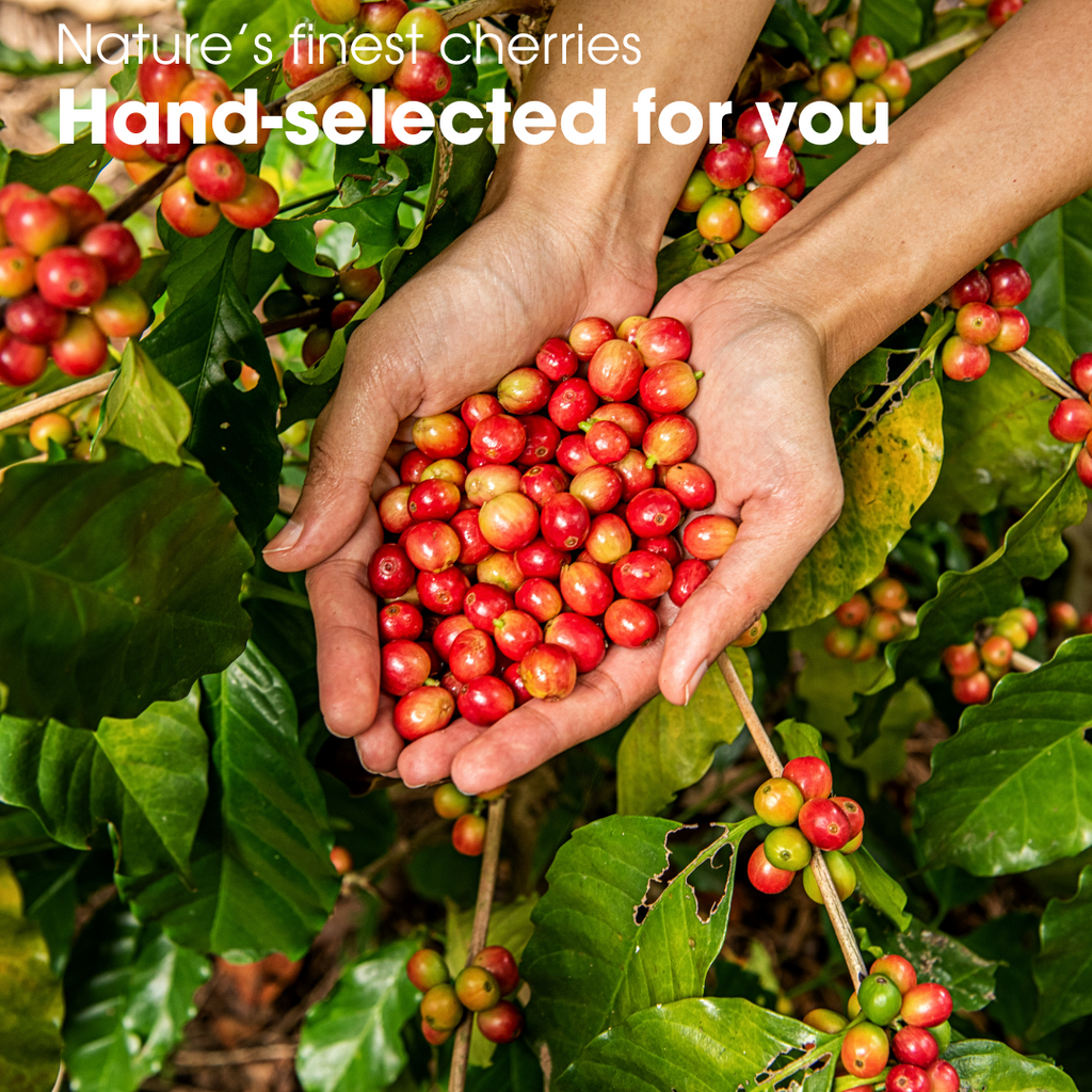 Dimwit Raw Coffee 30g